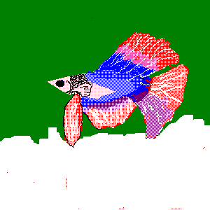 Betta