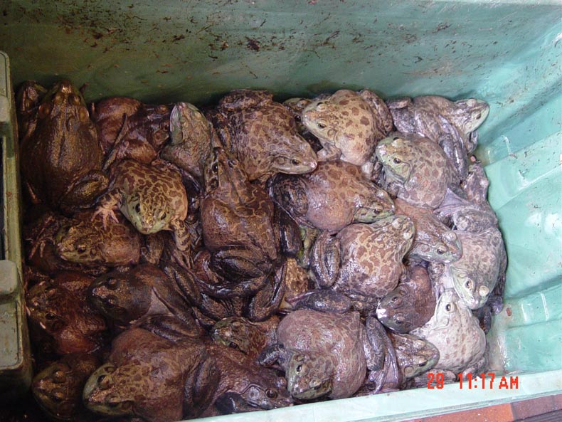 Frogs-for-Sale.jpg